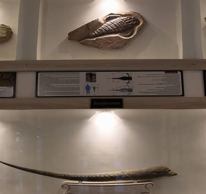 พิพิธภัณฑ์กัมเบรียนเมืองยัซด์ การเดินทางสู่ส่วนลึกของมหาสมุทรเมื่อ 150 ล้านปีก่อน