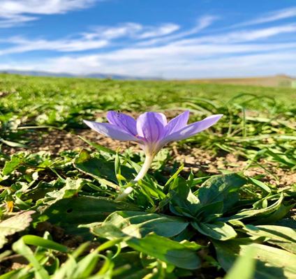 เมืองคาลิบาร์ (Kaleybar) 