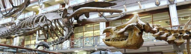 พิพิธภัณฑ์ธรรมชาติวิทยาตับรีซ สถานที่เรียนรู้เกี่ยวกับธรรมชาติทางภาคตะวันออกเฉียงเหนือของอิหร่าน